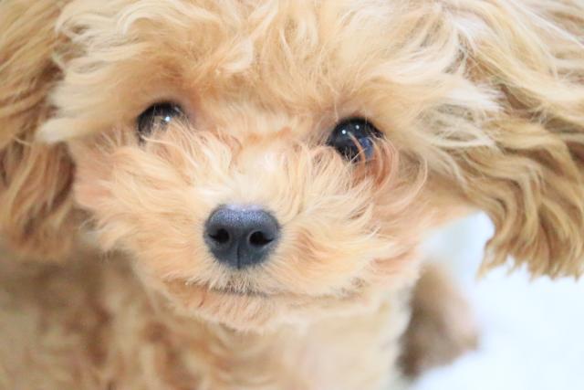 teacup poodle bebe