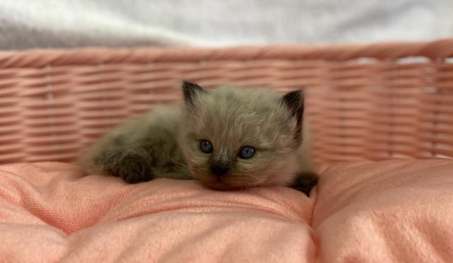 ペルシャ・ヒマラヤン