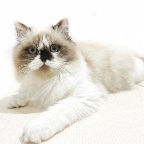 ヒマラヤン