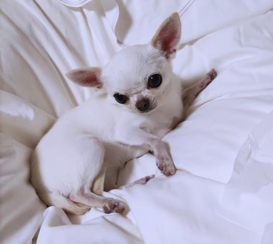 チワワ（スムースコート）