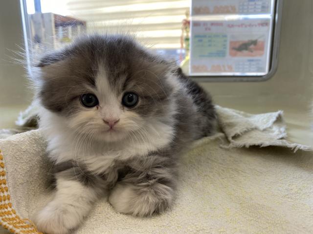 スコティッシュフォールド