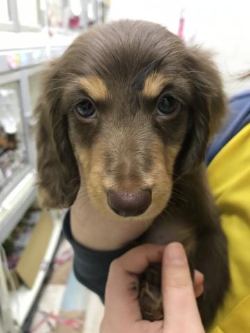 ミニチュアダックスフンド