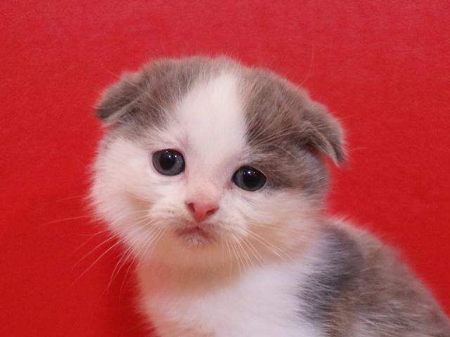 スコティッシュフォールド