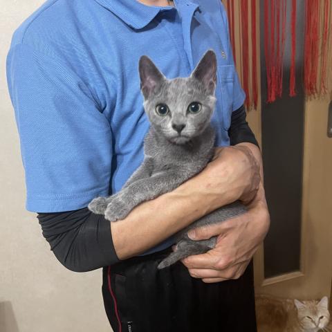 ロシアンブルー