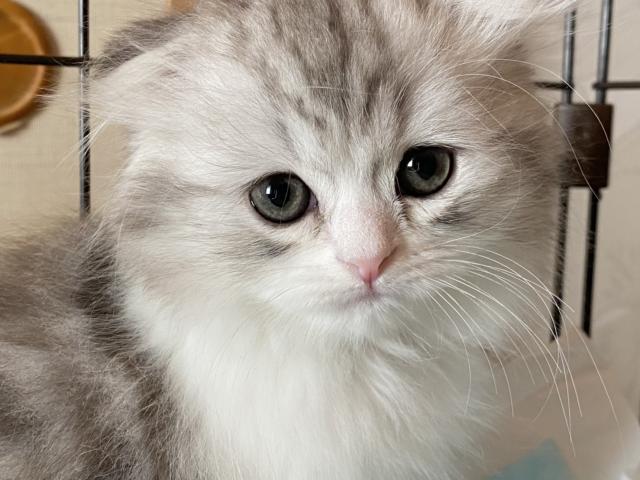 スコティッシュフォールド