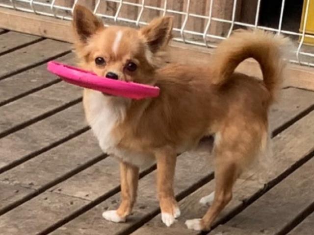 チワワ（ロングコート）