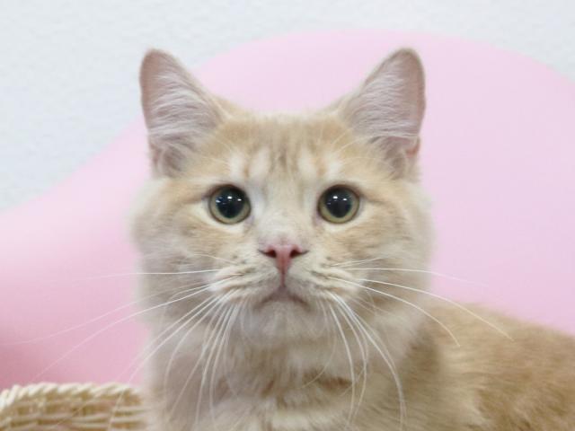 スコティッシュフォールド