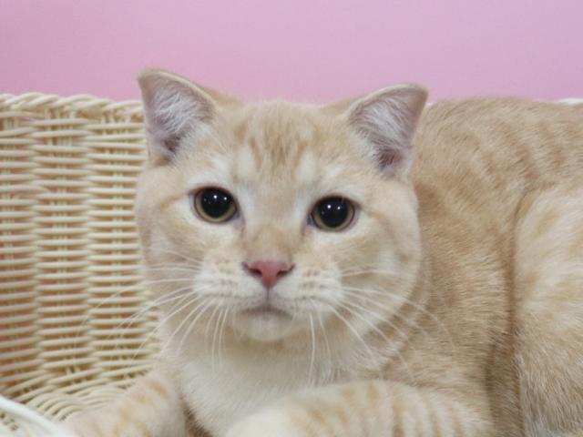 スコティッシュフォールド