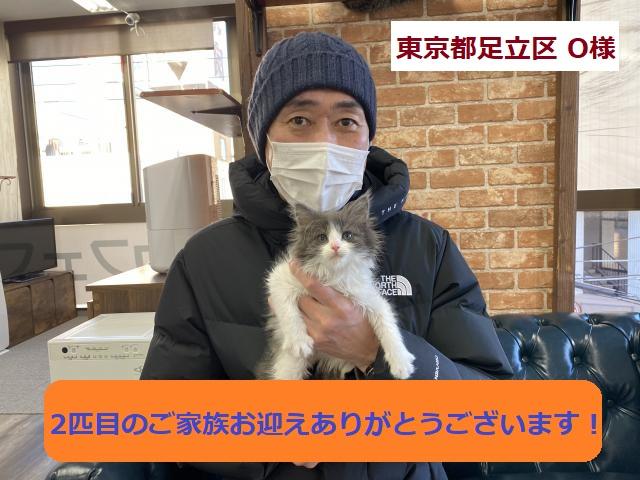 メインクーン 💕飼い猫で一番の大型猫種！大きくなります💕