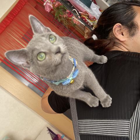 ロシアンブルー