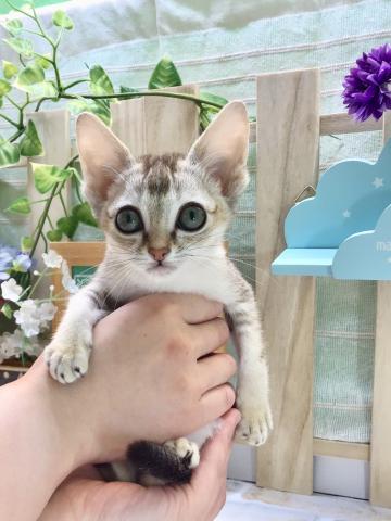 ペットショップpcp八王子みなみ野 東京都 子犬や子猫たちのペット販売情報が満載 ペットステーション ペットショップpcp八王子みなみ野 東京都 子犬や子猫たちのペット販売情報が満載 ペットステーション