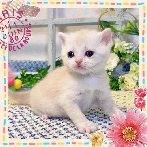 スコティッシュフォールド