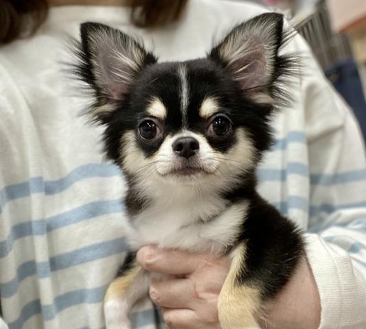 グリーン ガーネット 神奈川県 子犬や子猫たちのペット販売情報が満載 ペットステーション グリーン ガーネット 神奈川県 子犬や子猫たちのペット販売情報が満載 ペットステーション