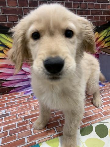 ペッツワン宇都宮平出店 栃木県 子犬や子猫たちのペット販売情報が満載 ペットステーション