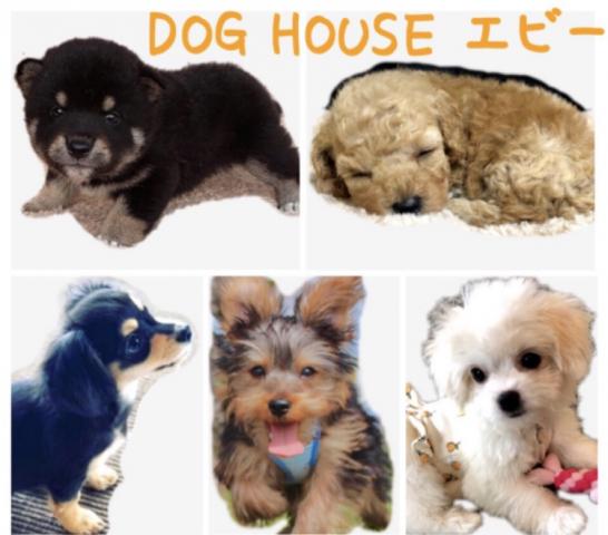 DOG HOUSE エビー