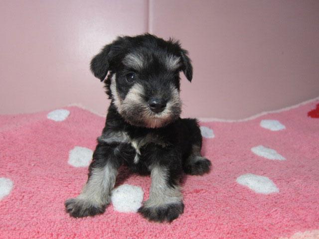 ミニチュアシュナウザー