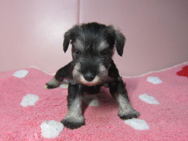 ミニチュアシュナウザー