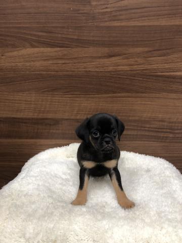 プチブラバンソン