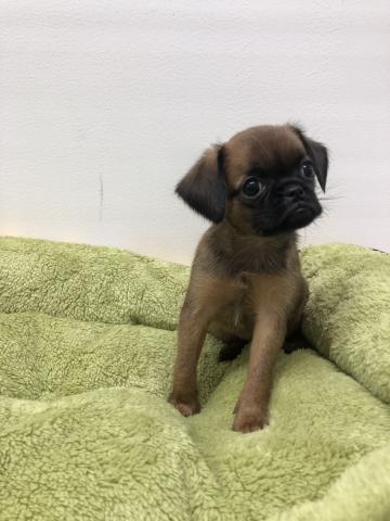 プチブラバンソン