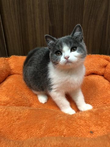 ブリティッシュショートヘア