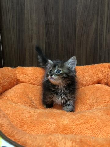 ミヌエット(旧ナポレオン)