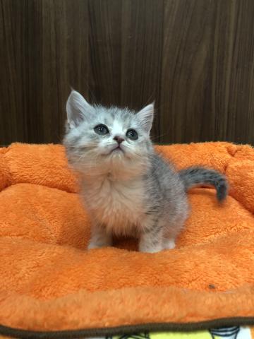 ミヌエット(旧ナポレオン)