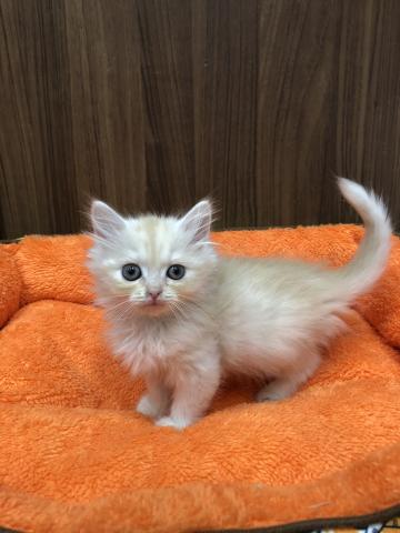 スコティッシュフォールド