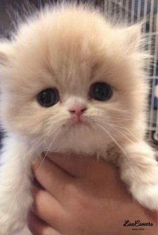 エキゾチックロングヘアー