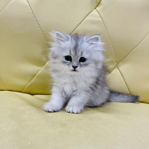 ペルシャ・ヒマラヤン