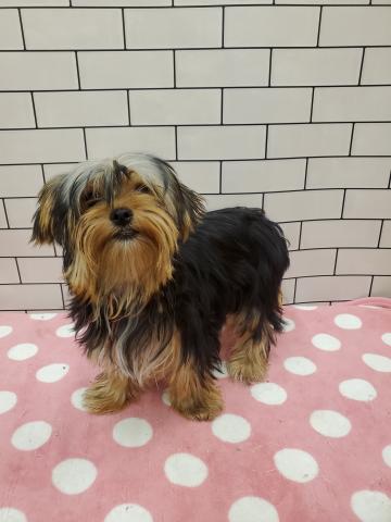 ヨークシャーテリア