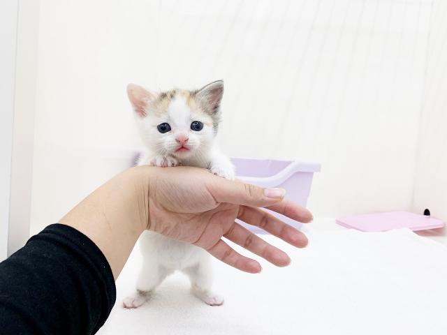 かねだい本町田店 東京都 子犬や子猫たちのペット販売情報が満載 ペットステーション かねだい本町田店 東京都 子犬や子猫たちのペット販売情報が満載 ペットステーション