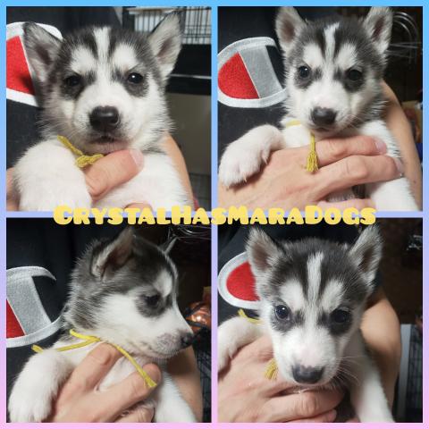 Crystal Hasmara Dogs 北海道 子犬や子猫たちのペット販売情報が満載 ペットステーション
