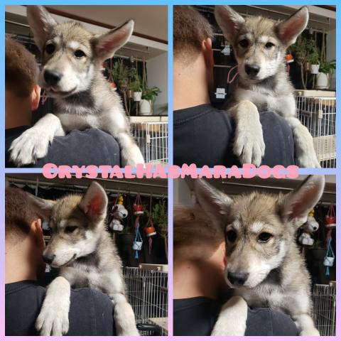狼犬
