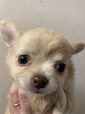 ディスワン川越南古谷店 埼玉県 子犬や子猫たちのペット販売情報が満載 ペットステーション ディスワン川越南古谷店 埼玉県 子犬や子猫たちのペット販売情報が満載 ペットステーション