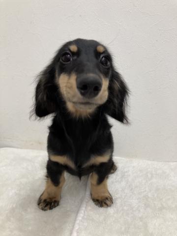 ミニチュアダックスフンド