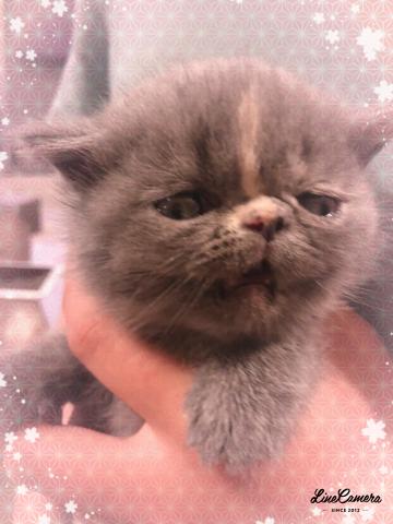 エキゾチックショートヘアー