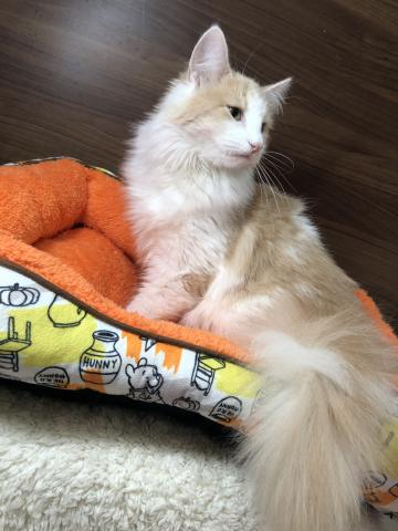 ノルウェージャンフォレストキャット