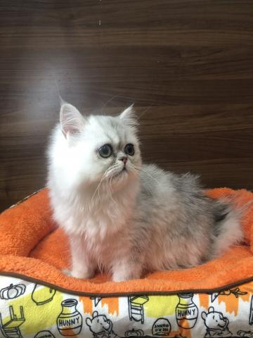 ペルシャ・ヒマラヤン