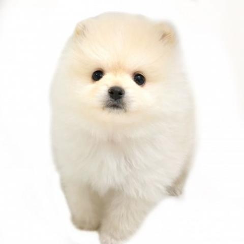 ポメラニアン