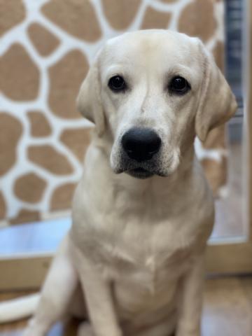 ラブラドールレトリーバー