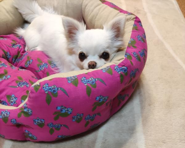 チワワ（ロングコート）