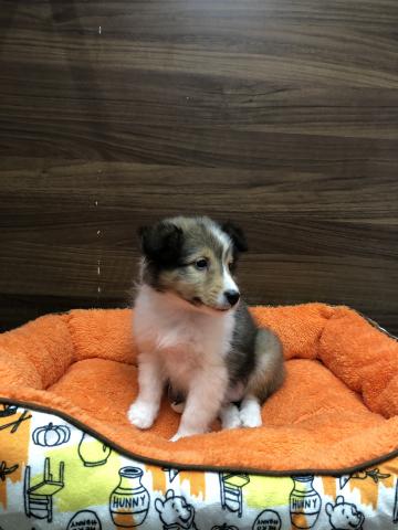 シェットランドシープドッグ