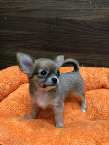 チワワ(ロングコート)