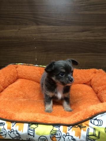 チワワ(ロングコート)