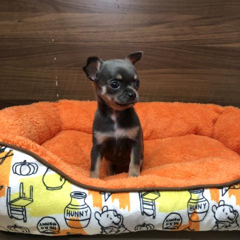 チワワ（スムースコート）