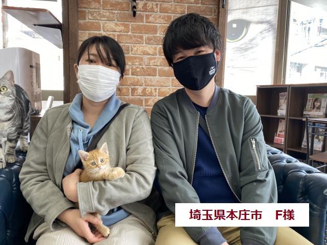 マンチカン 💕人気の茶トラ柄💕