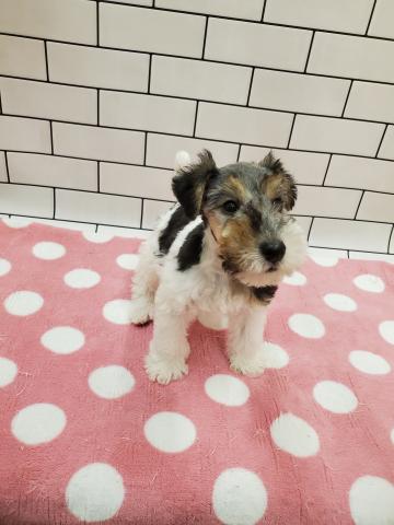 ワイアーフォックステリア