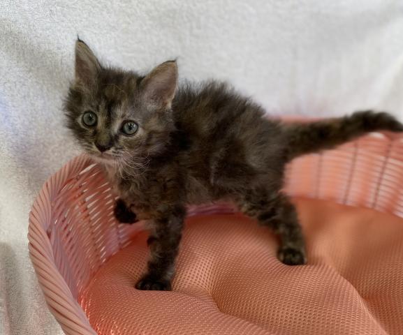 セルカークレックス