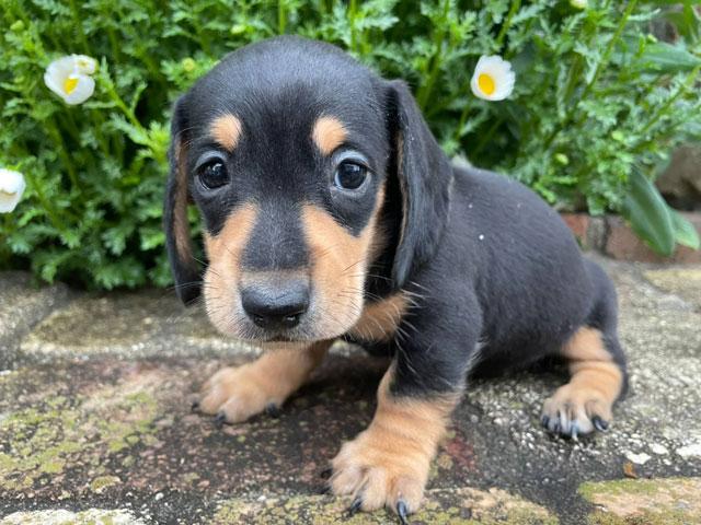 ミニチュアダックスフンド