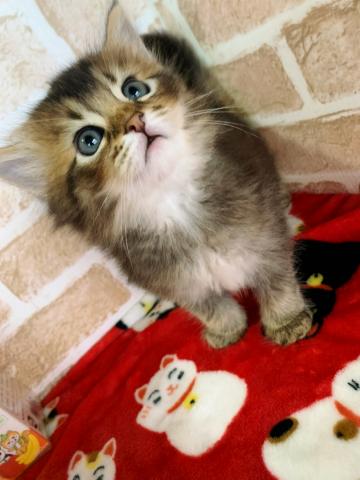 サイベリアン美男美女兄妹⸜(⍥)⸝♡